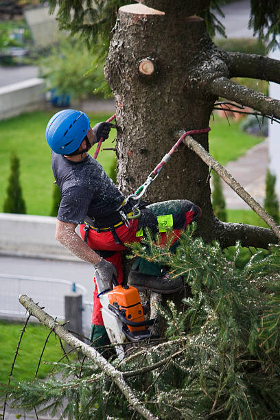 How Our Tree Care Process Works  in  Garden City, ID